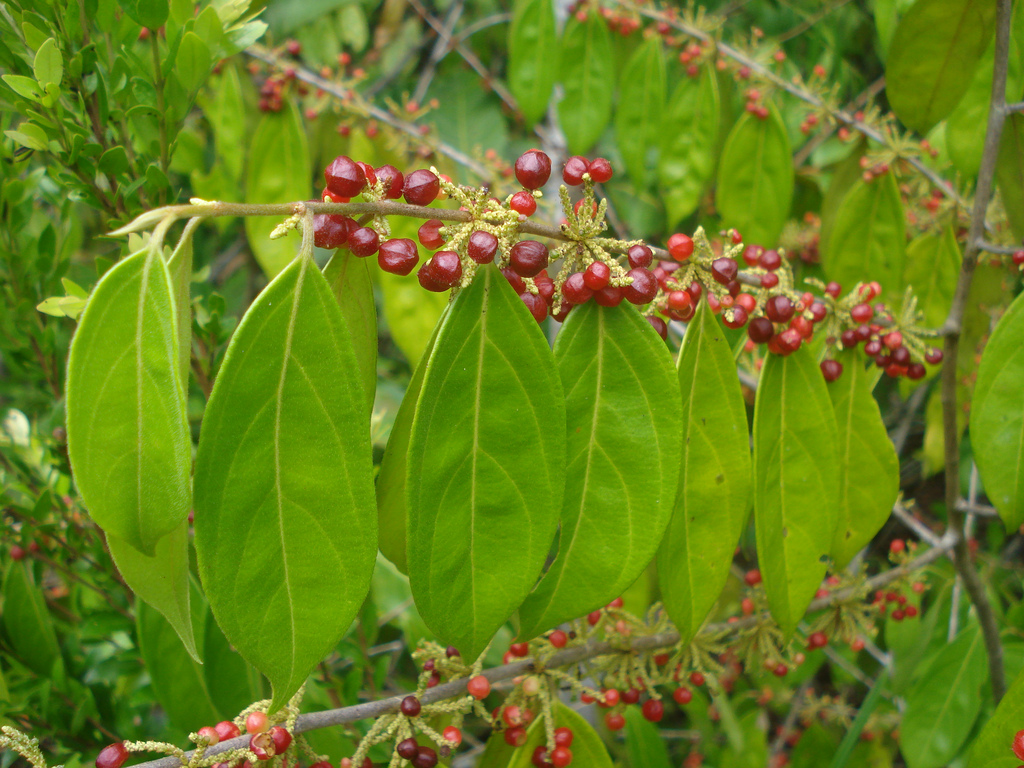 Представитель Семейства Lacistemataceae